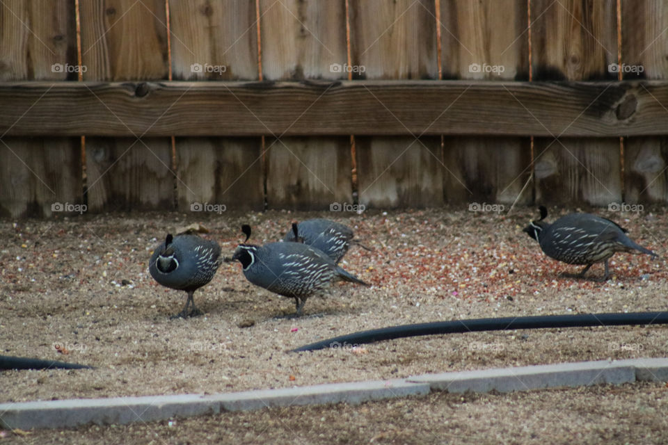 Group of male quails 