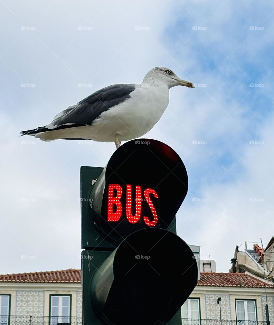 A Larus waiting for the bus.