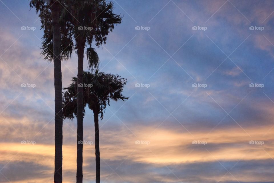 palm trees silhouettes 