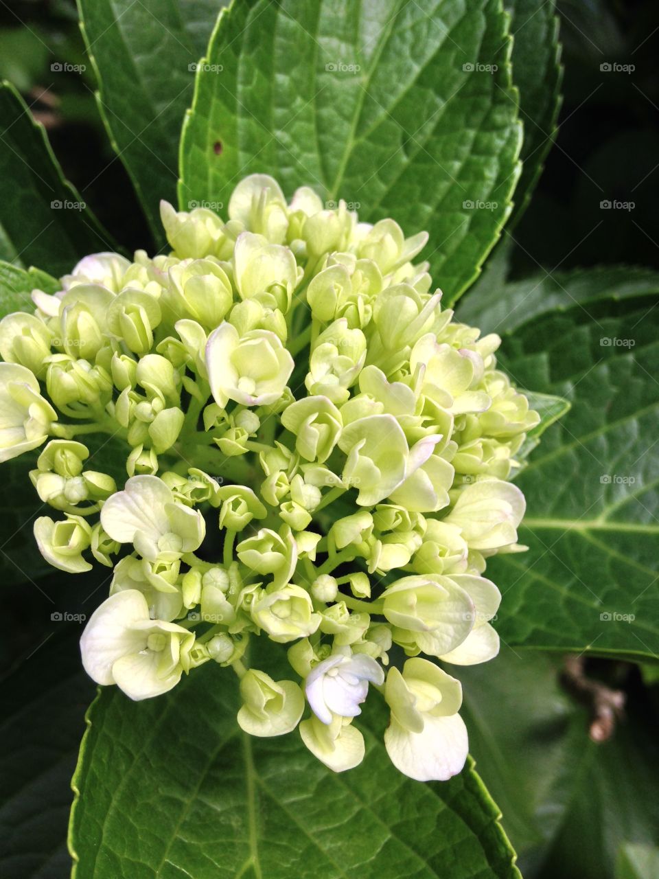 Close-up of a hydrangea flowers