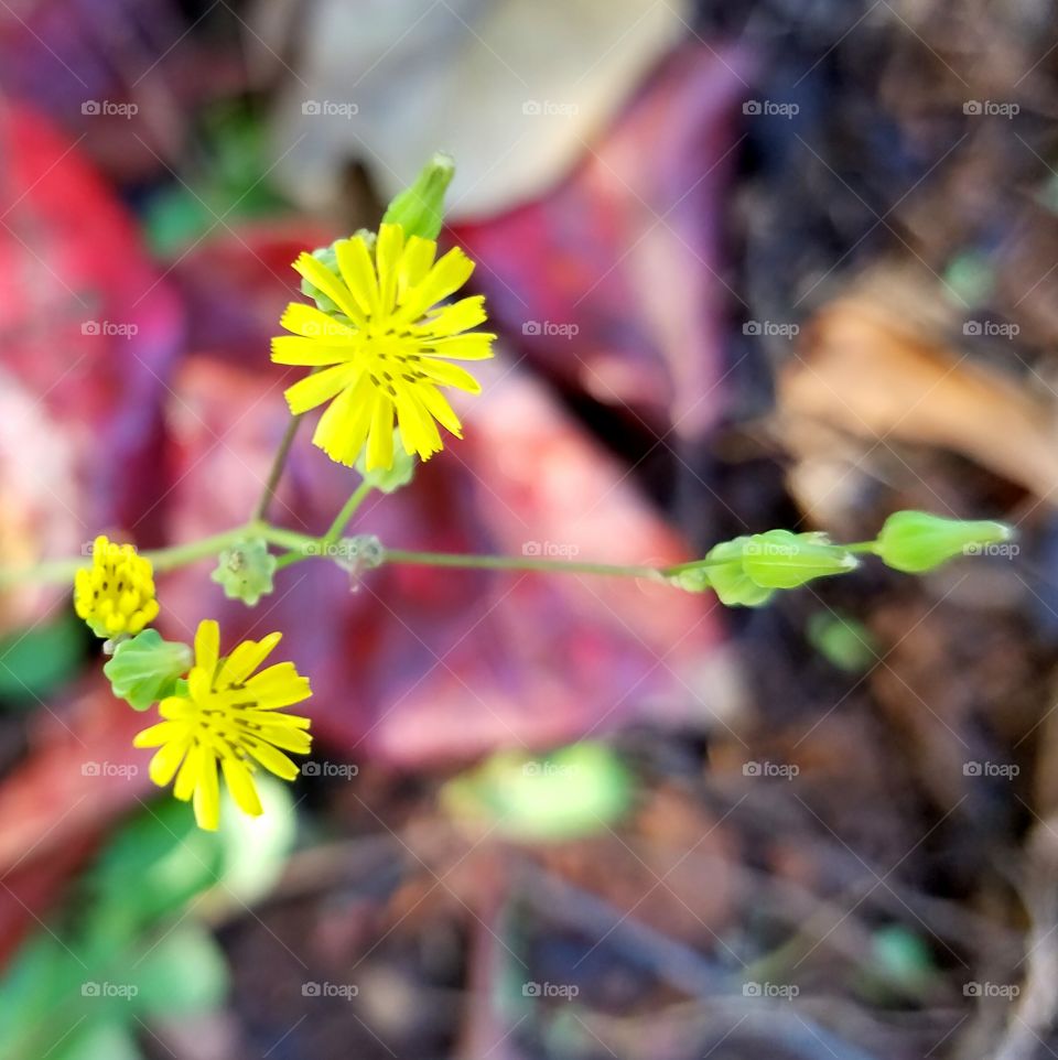 Tiny yellow flowers