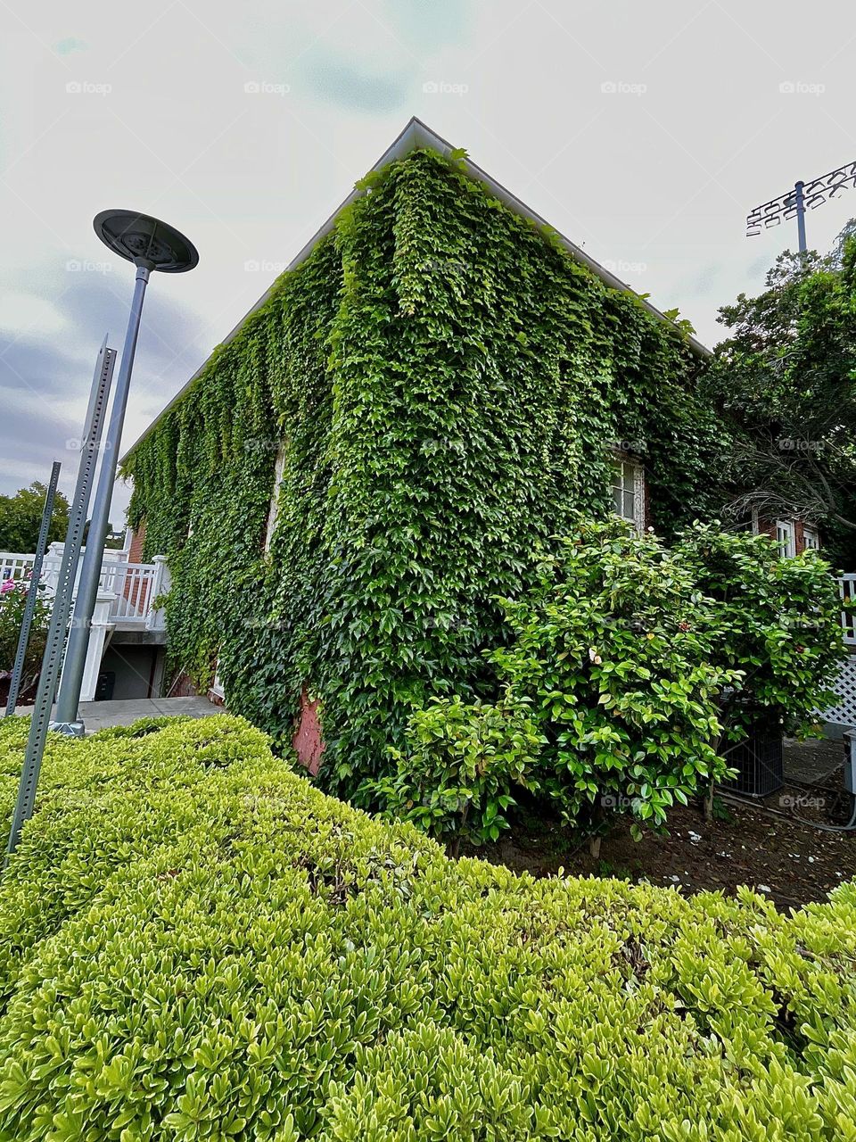 Green Ivy Plants on Urban Building 