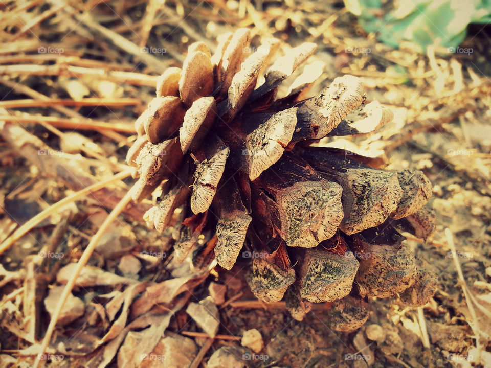 Pinecone