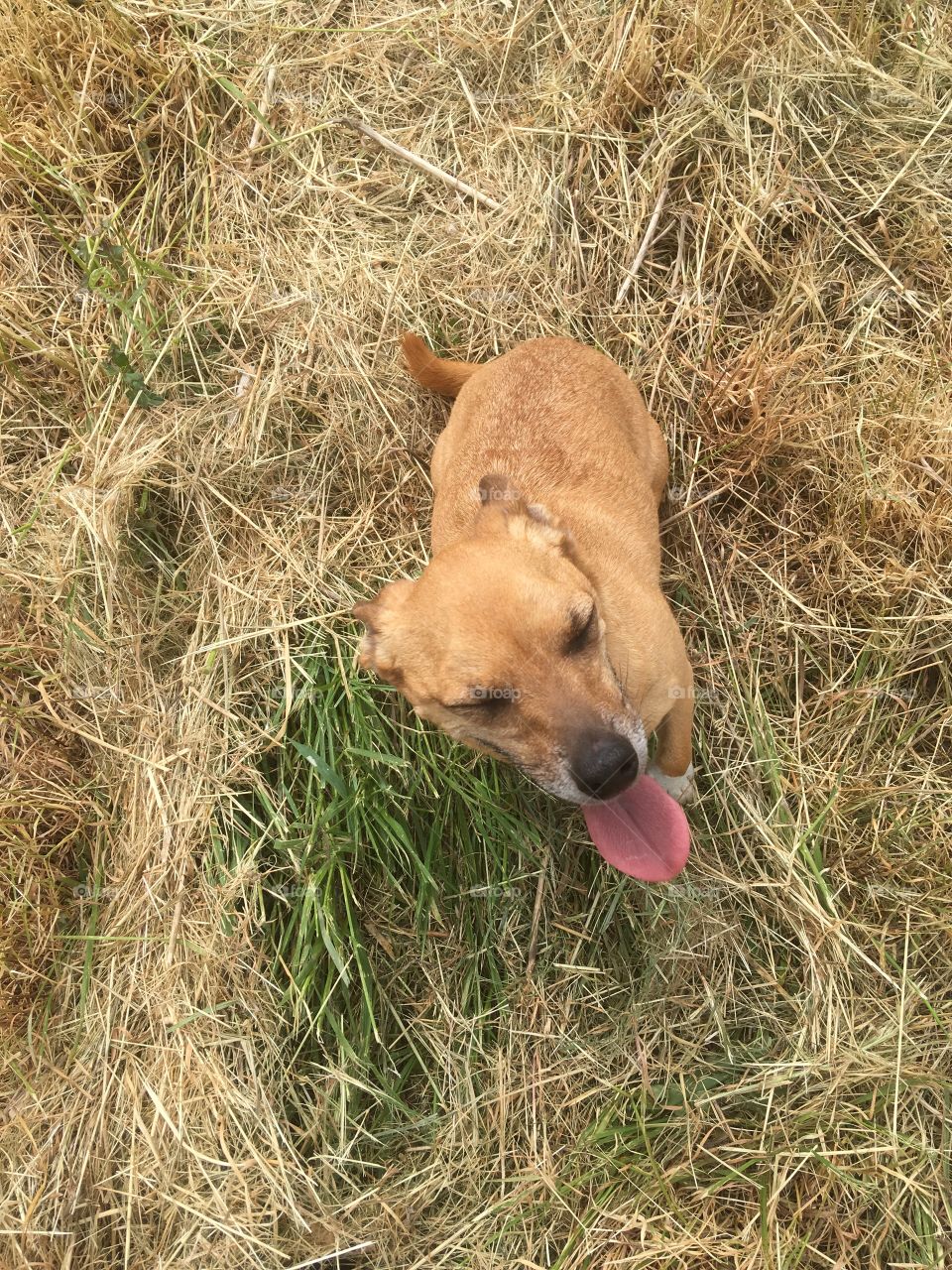 Spot the chihuahua. He blends in with the dry golden grass he pauses on . He looks cute with his pink tongue hinting that he has been running 