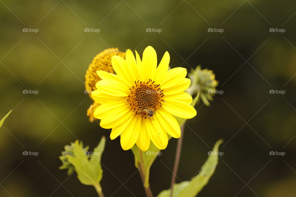 Yellow flower