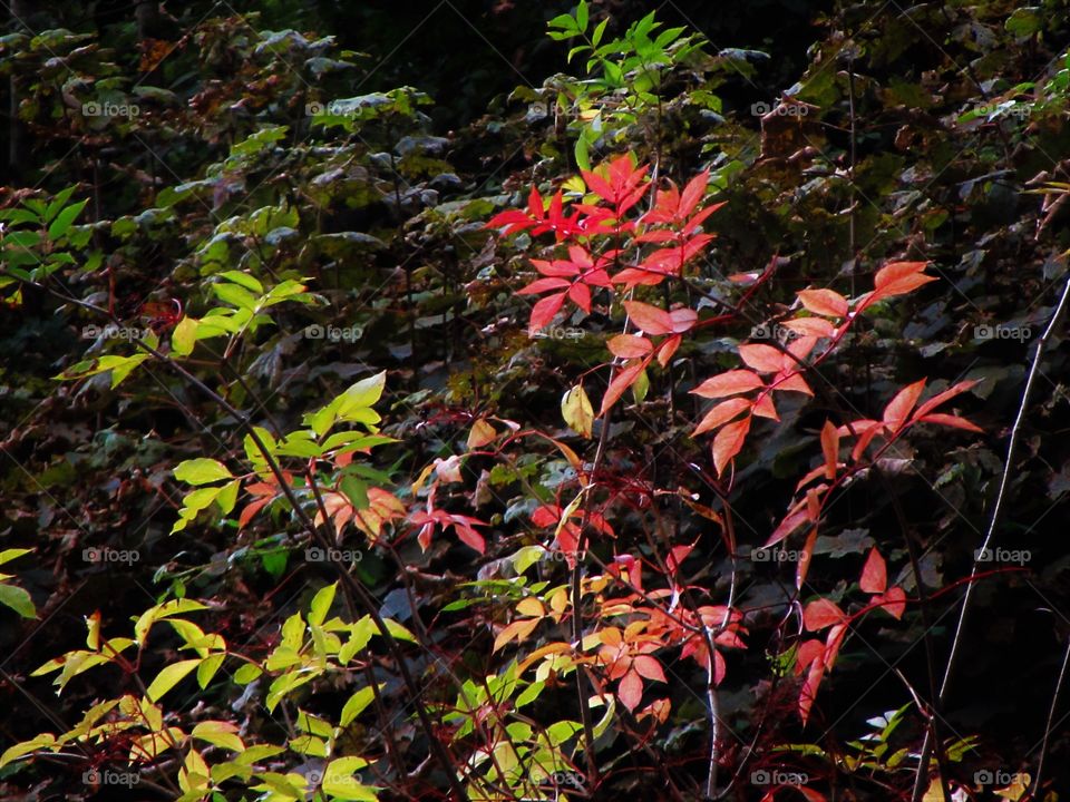 colourful leaves