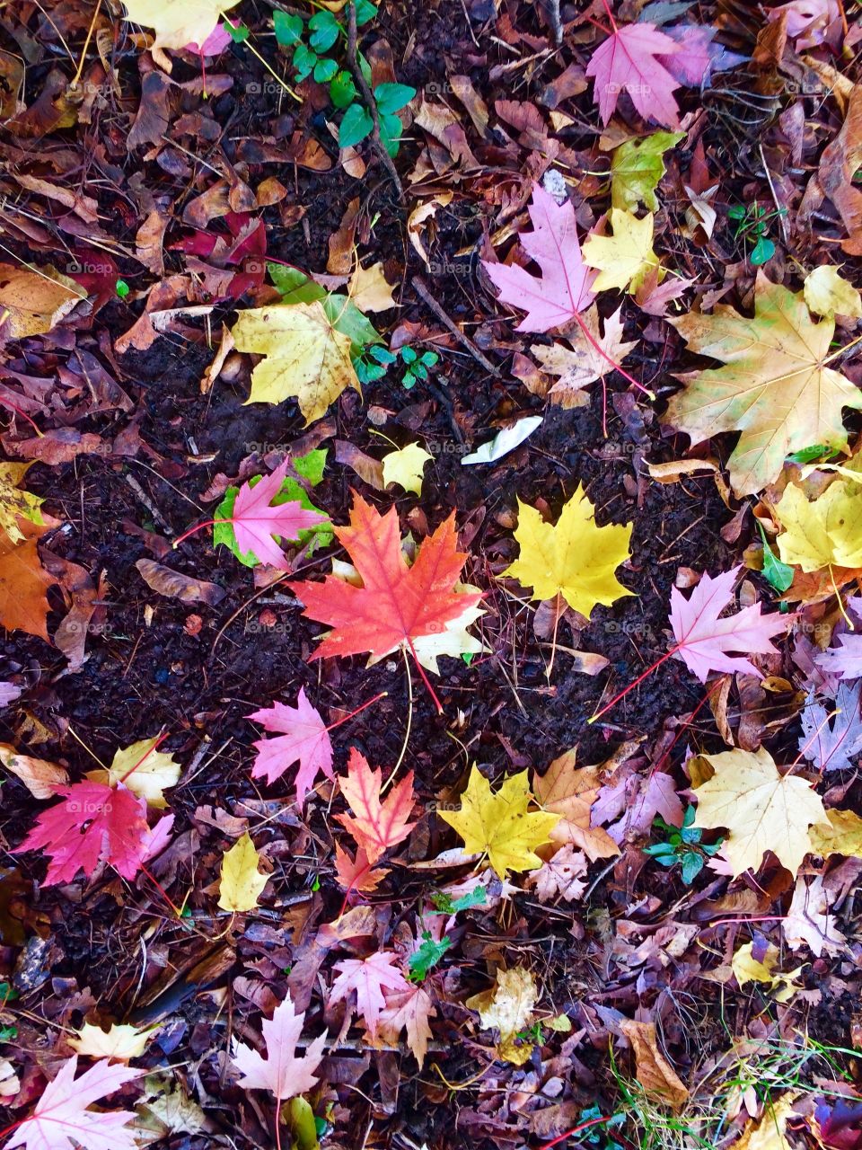 Colourful autumn leaves 