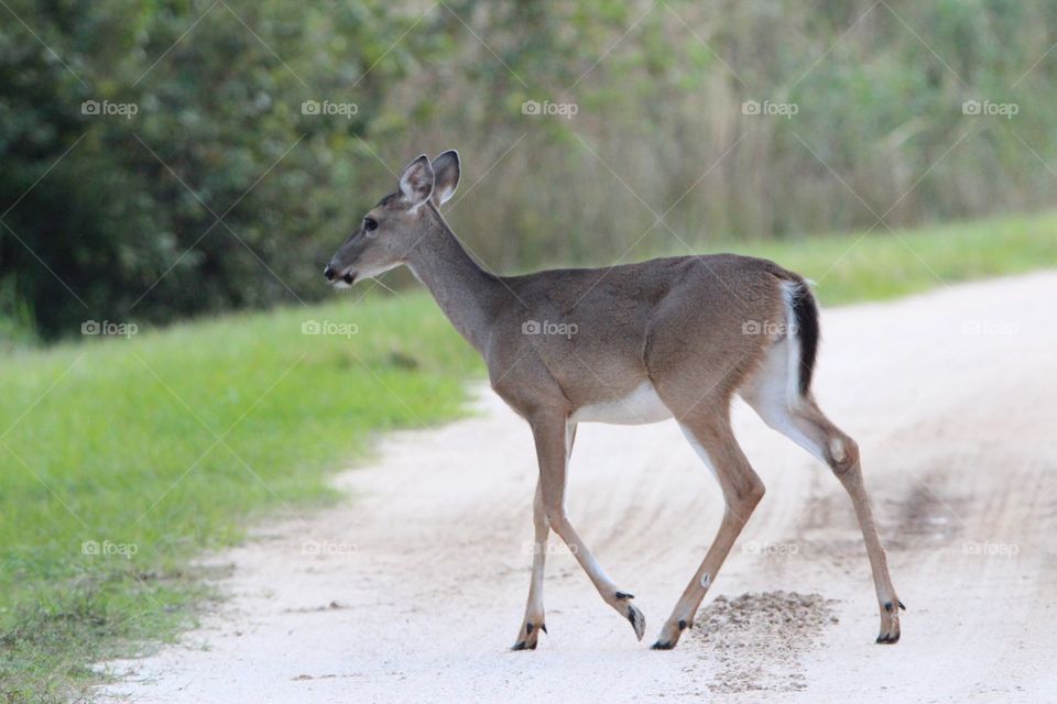 Eastern whitetail deer crossing the road 