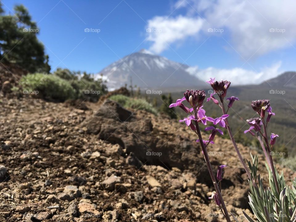 Tenerife spring