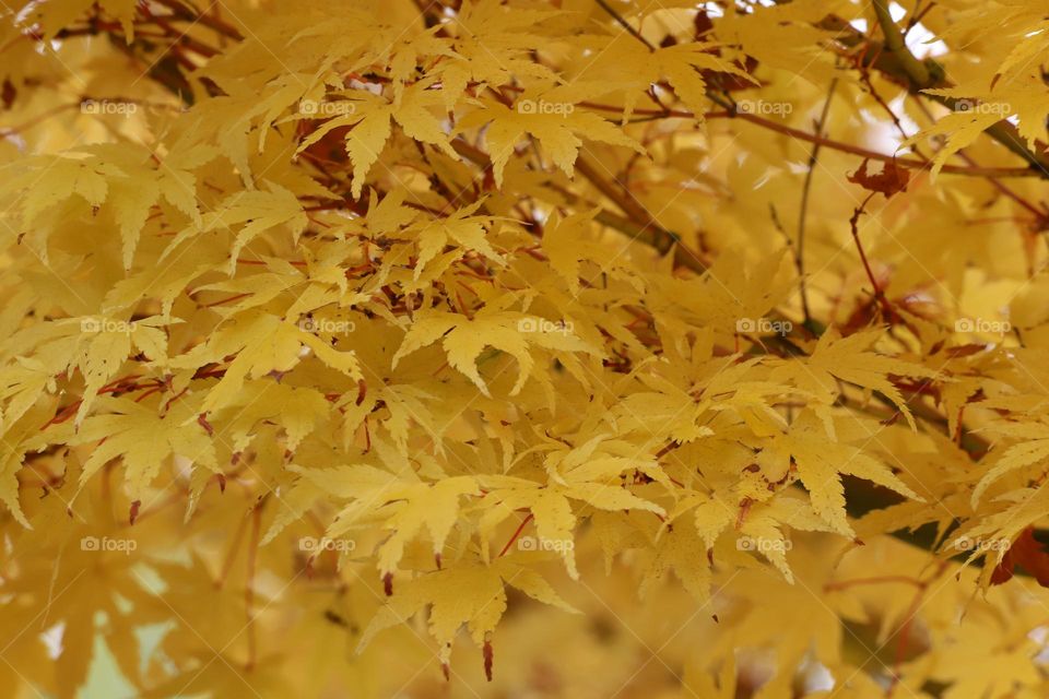 Yellow leaves in autumn 