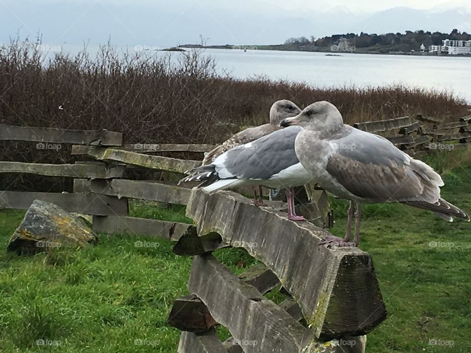 Seagulls sitting 