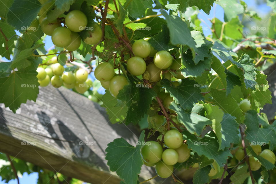 Grapes on a vine, August 2016.