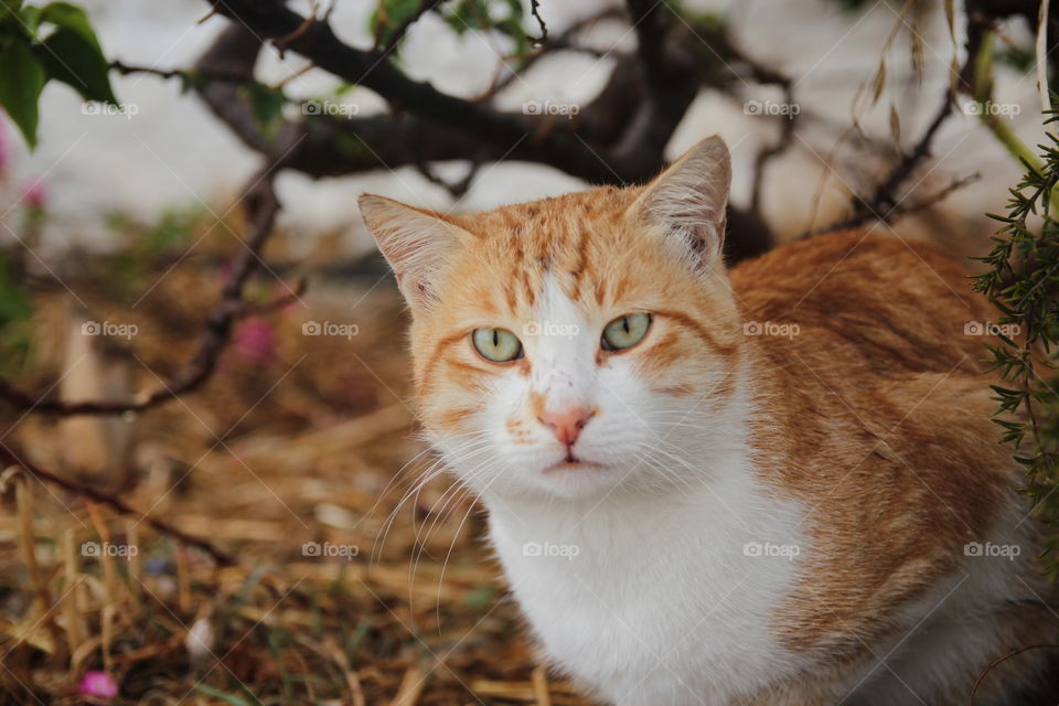 Fluffy cat