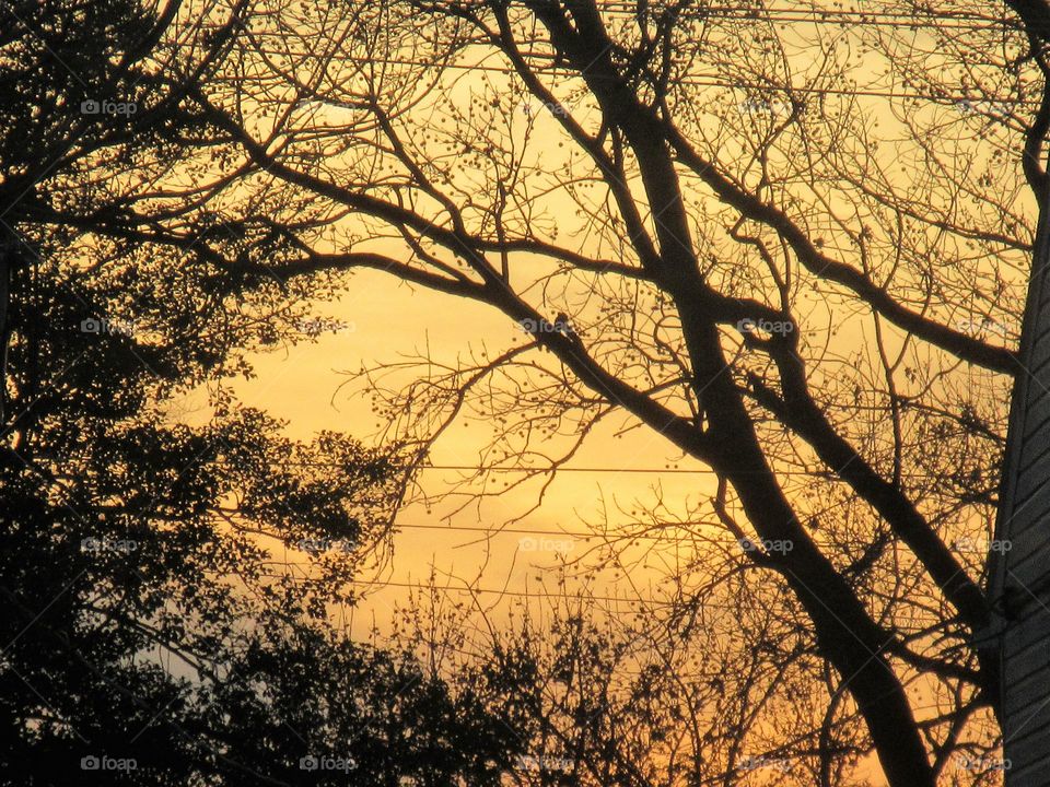 trees at sunset