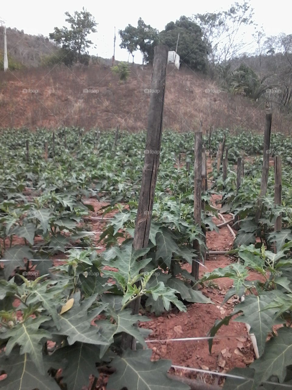 plantação de jilo