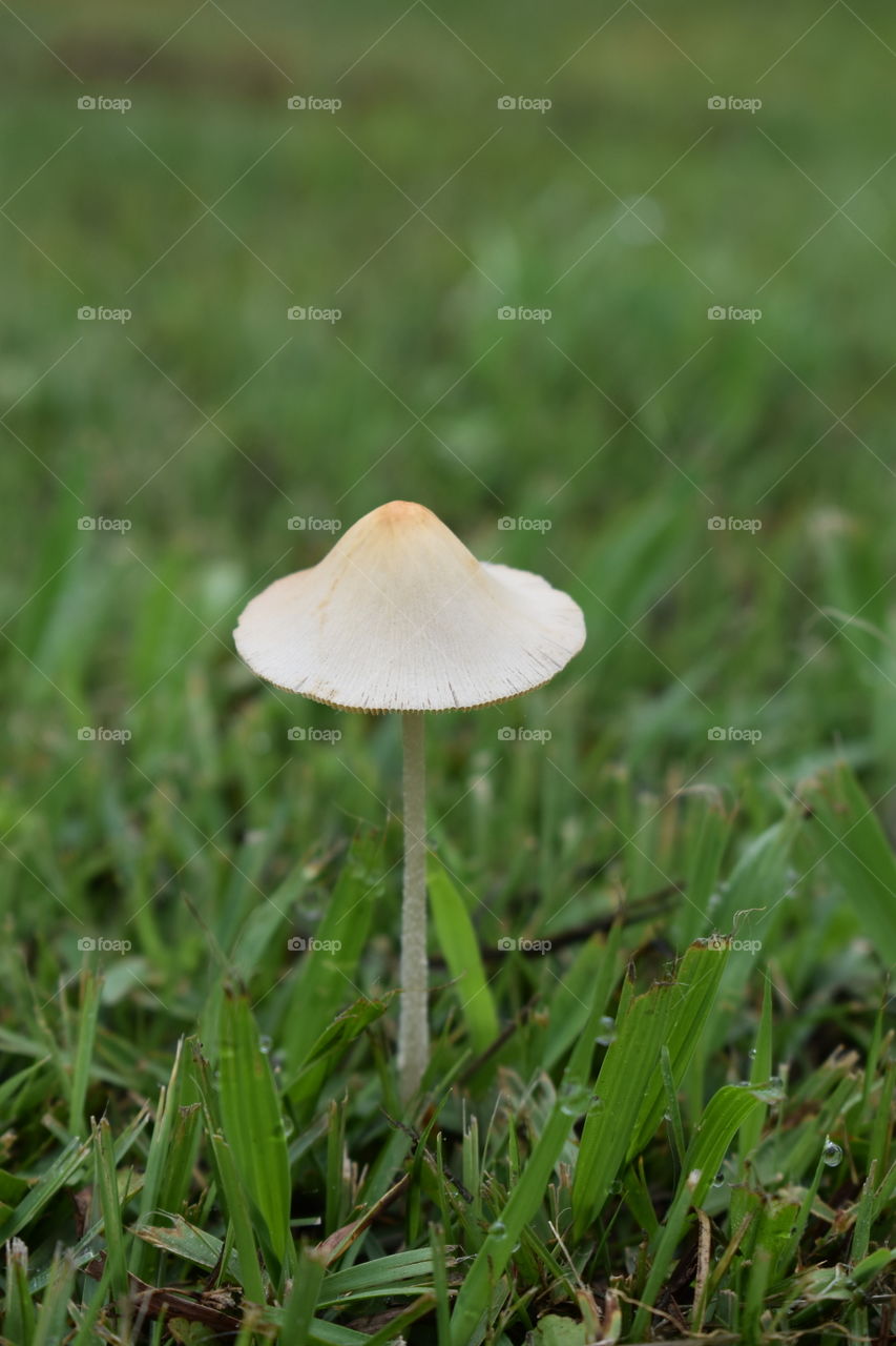 Mushroom