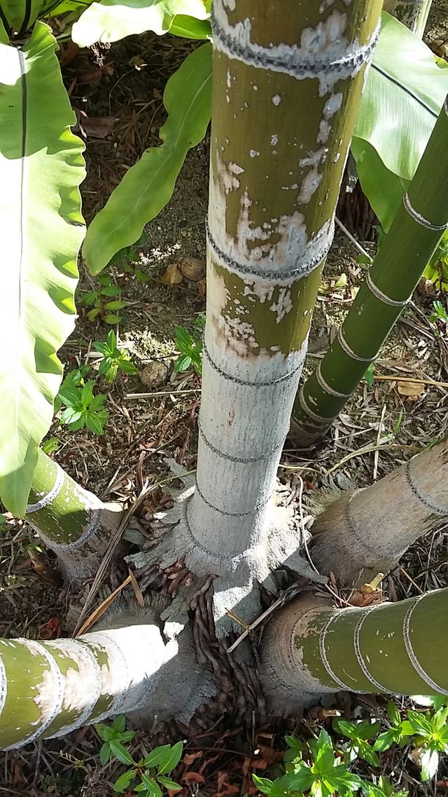 Trees