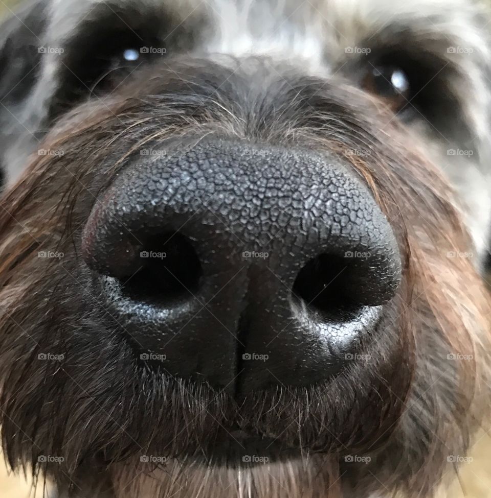 Up close shot of my dog 