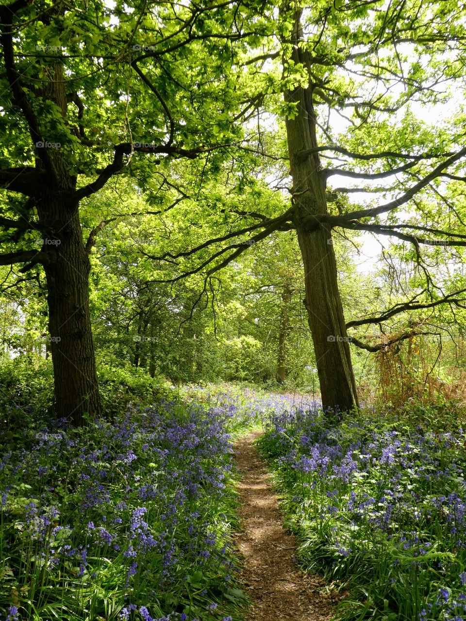 A spring walk in the woods with bluebells and sun through green foliage