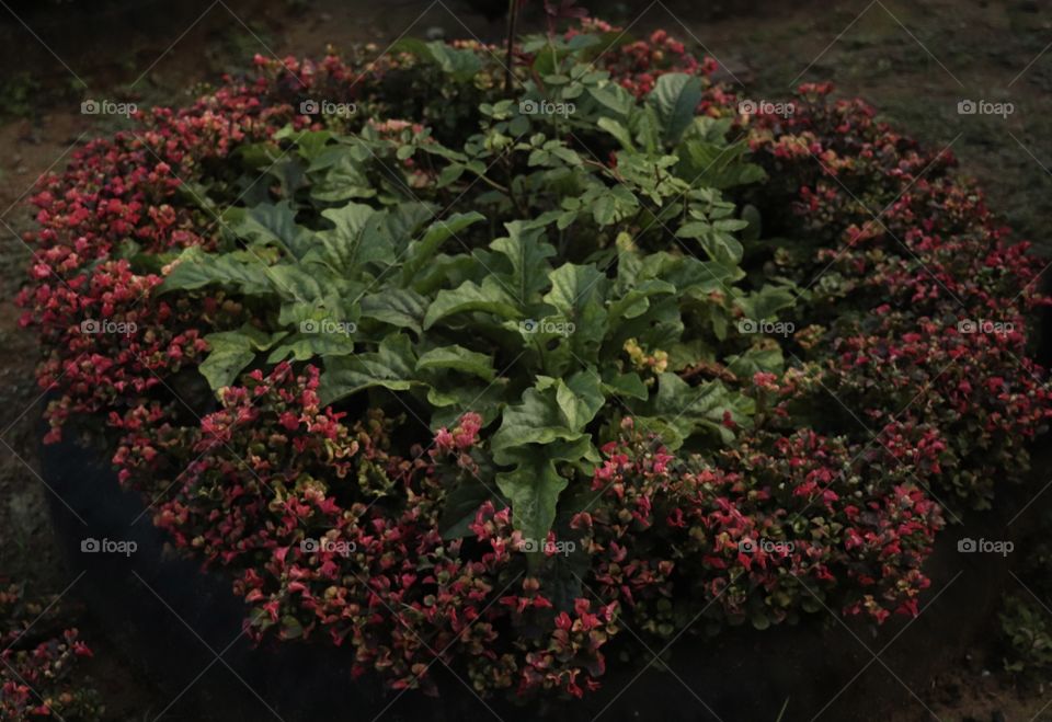 Flowers form in circle