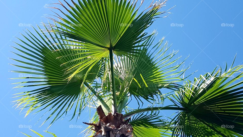 A nice view looking up at a Palm Tree.