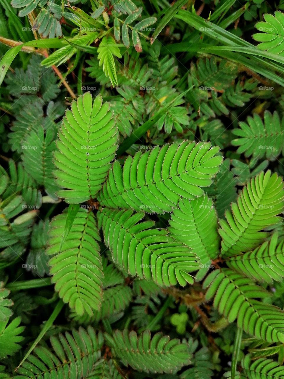 The leaves of Mimosa pudica or Pokok Semalu also called sensitive plant.