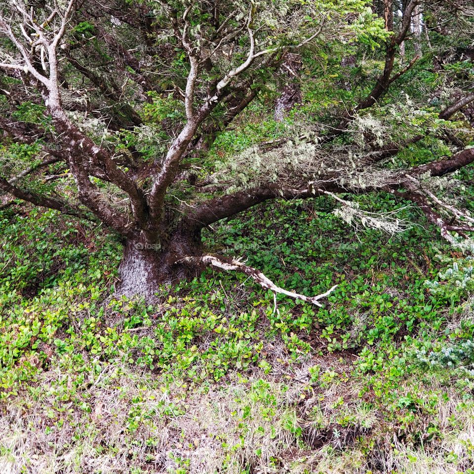 A large tree on a steep hill in the forests of the Central Oregon coast on a spring morning. 