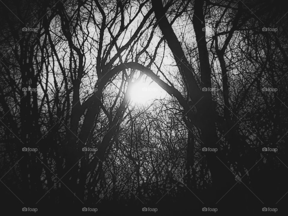 Black and white photo- sunlight peering through the woods at sundown