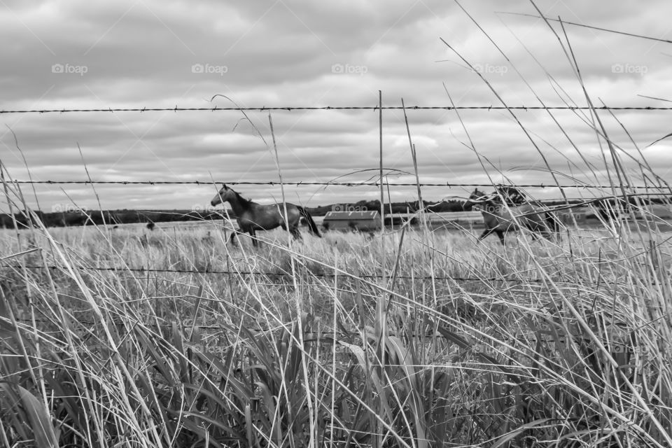 Black and white Horses