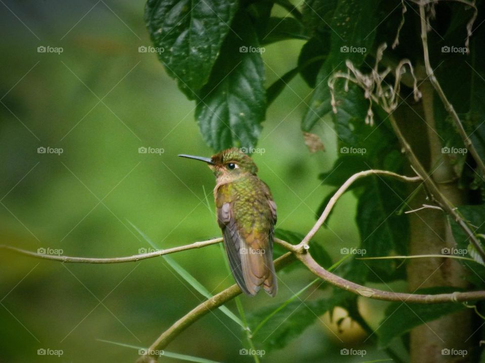 Colibrí 