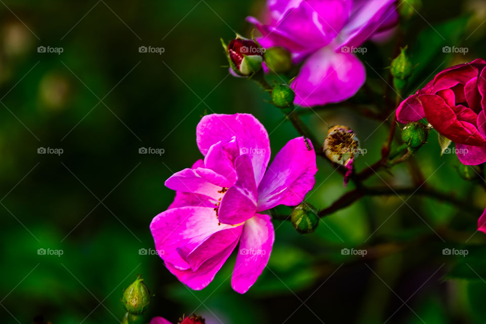 Pink flowers