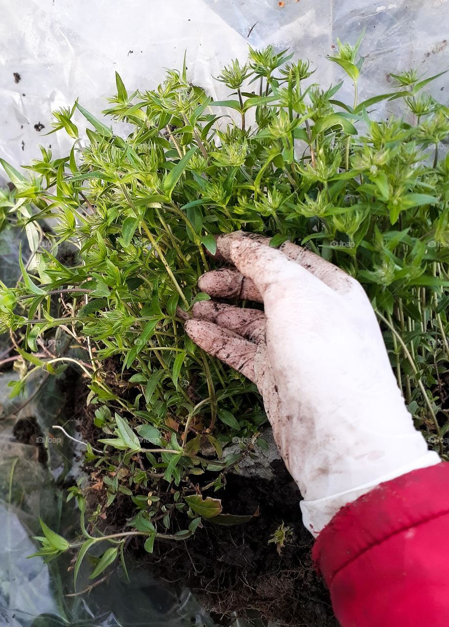 flowers with roots before planting in a flower bed