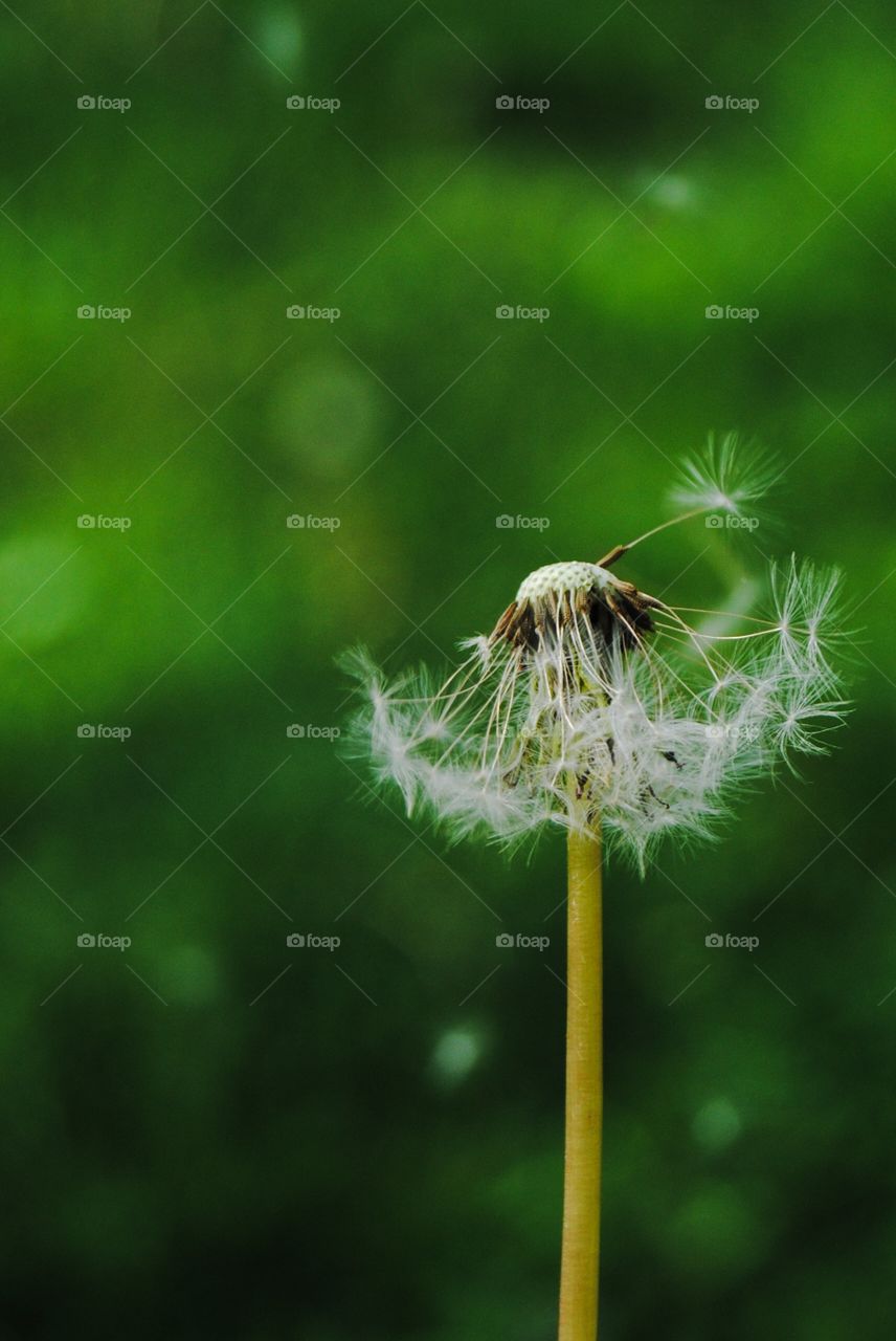 Summer Dandelion