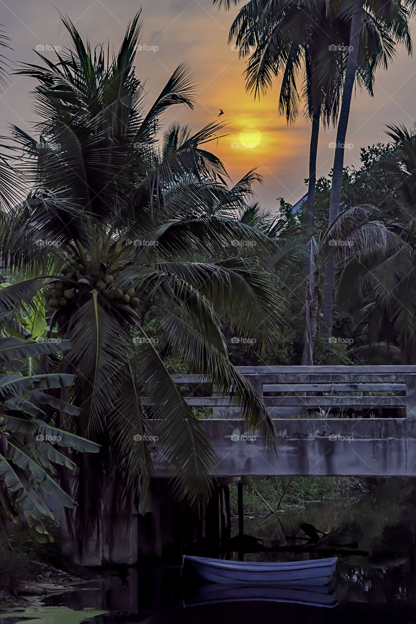 The golden light of the sun and clouds in the sky with the shadow of the coconut trees and a boat moored in a canal under a bridge.