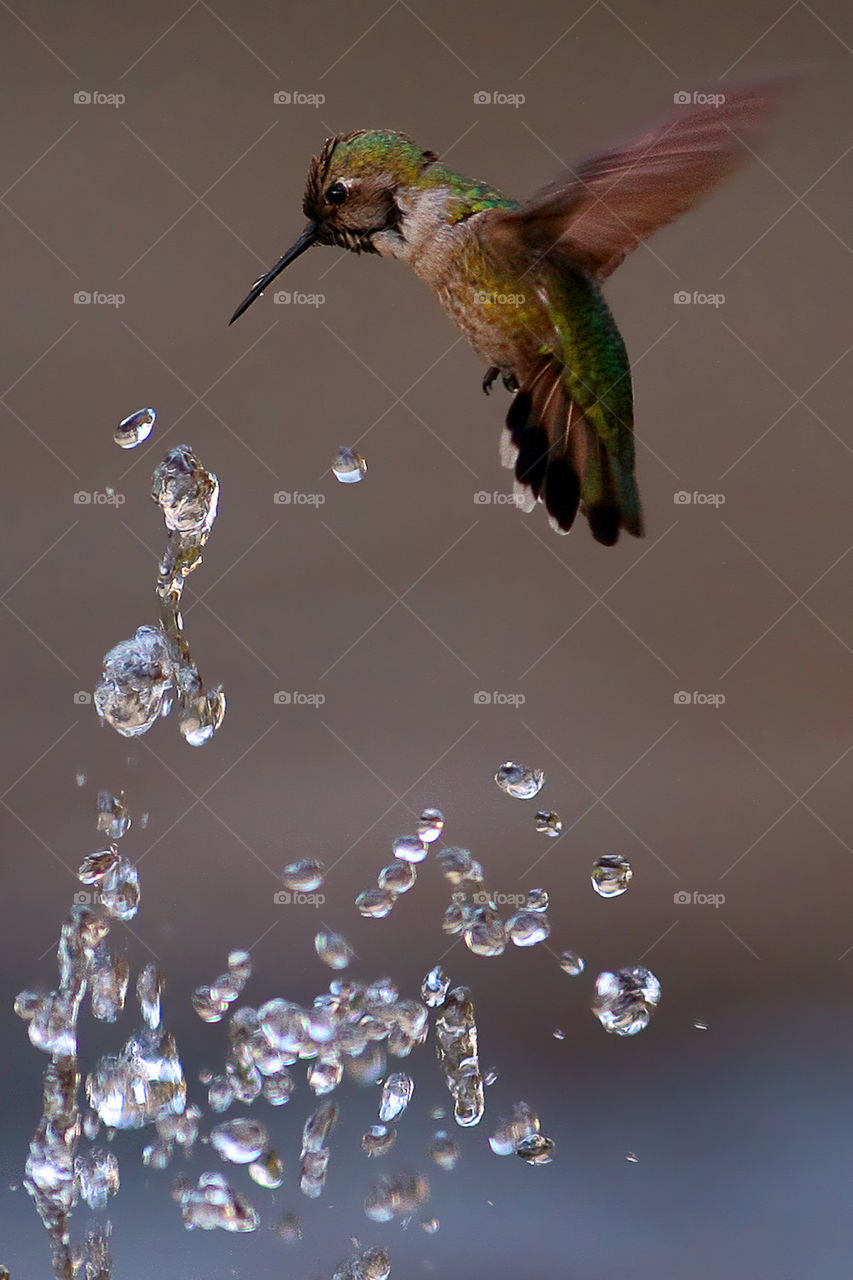 hummingbird and water drops