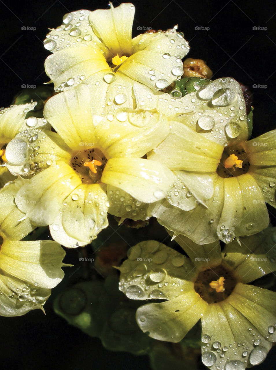 yellow summer rain drops by chris7ben