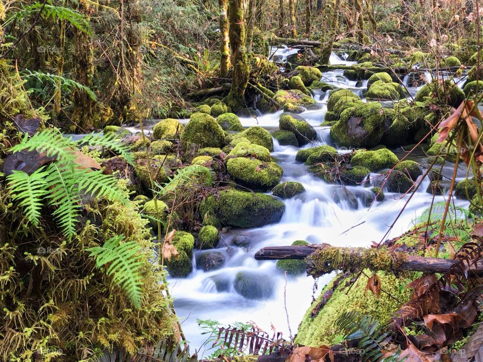 “Mossy Waters” A mossy creek cascades through the forest towards the North Fork of the Willamette River along the Aufderheide Scenic Byway.