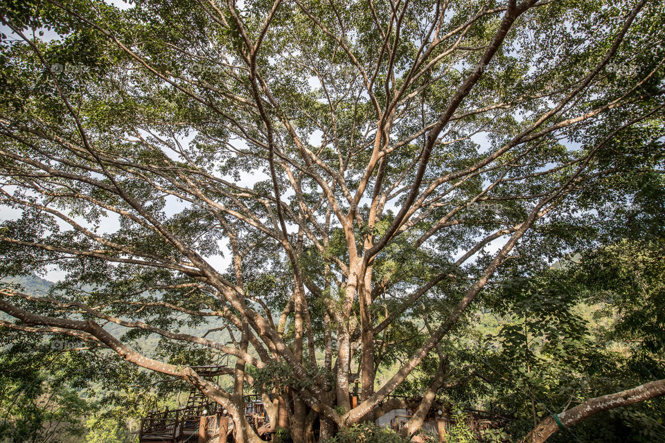 Big banyan tree