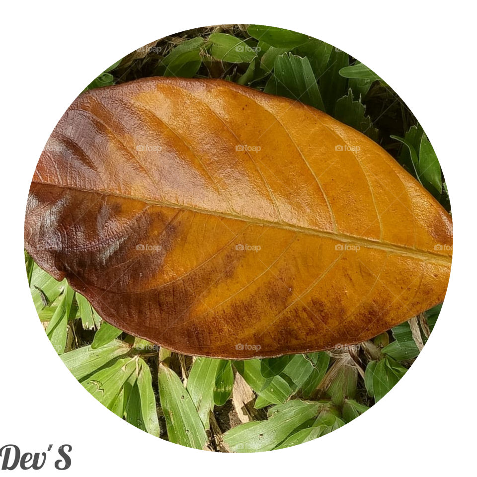 It gives different color around the green 🍂