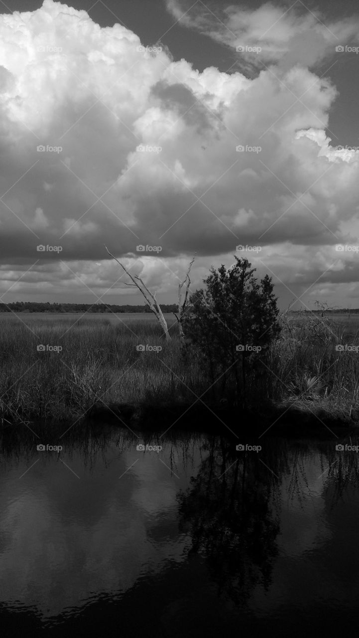 salt marsh in black and white