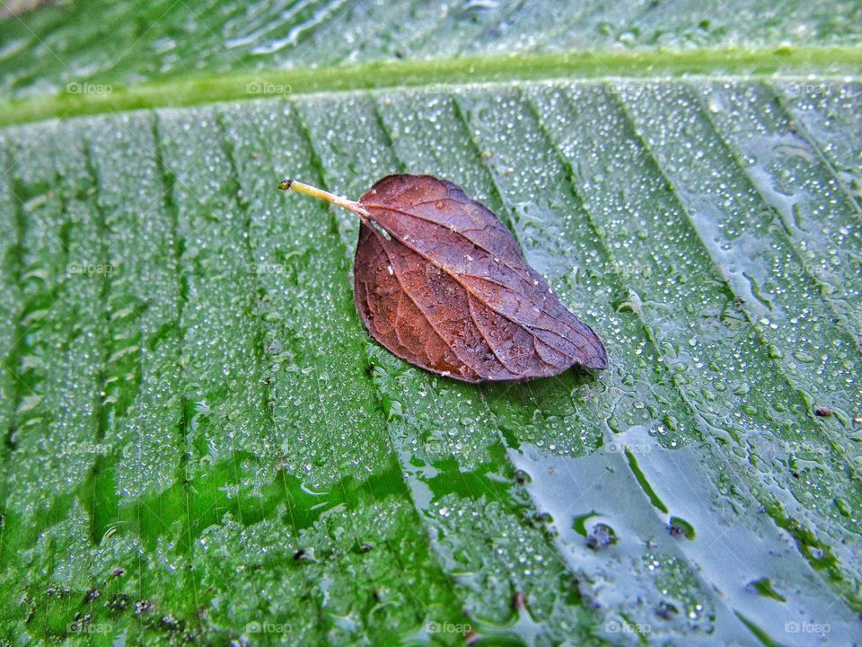 water drops on fallen leaves