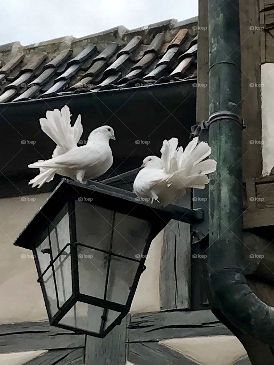 Pigeons on the lantern 