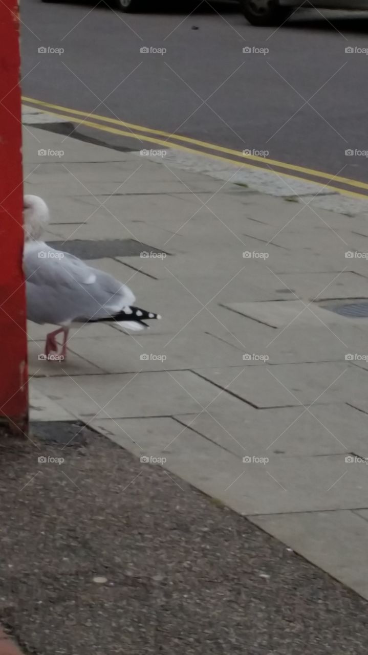 No Person, Water, Bird, Road, Outdoors