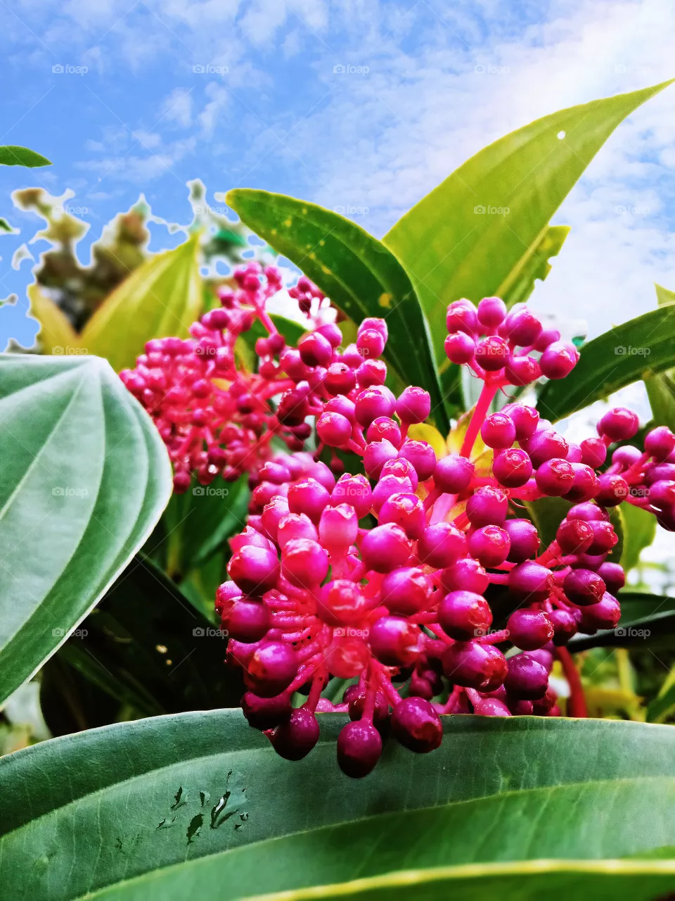 flowers
