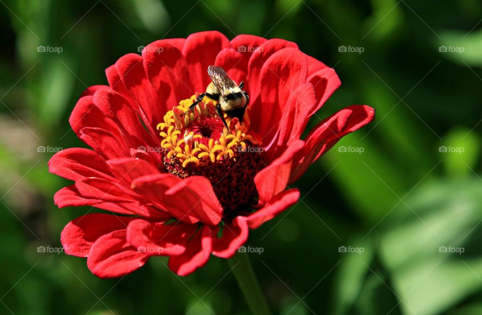 Flower with bee
