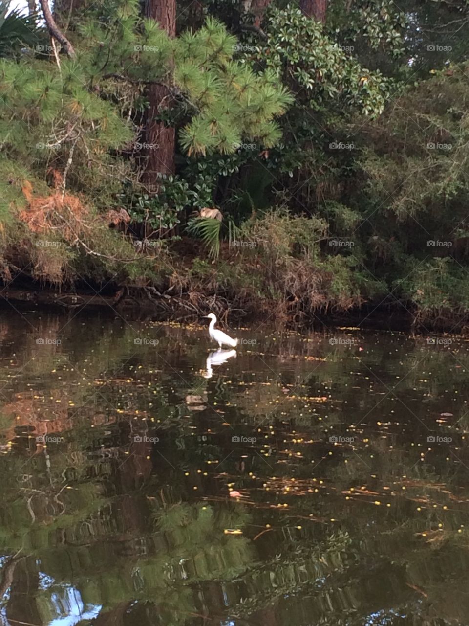 bird in the bayou
