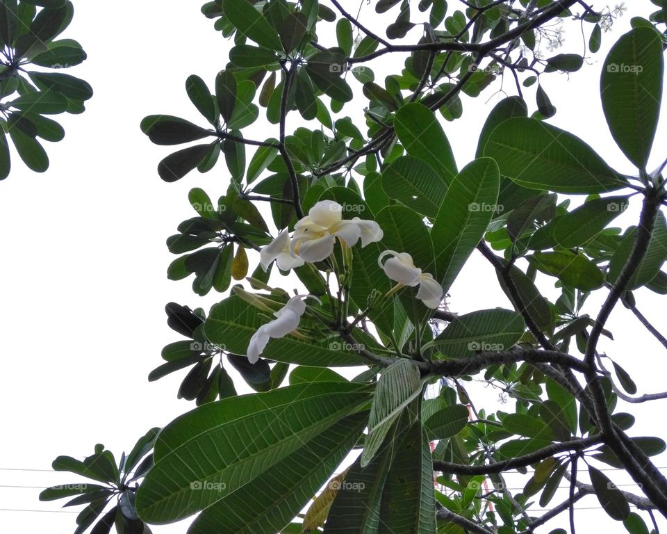 White flower on the yard