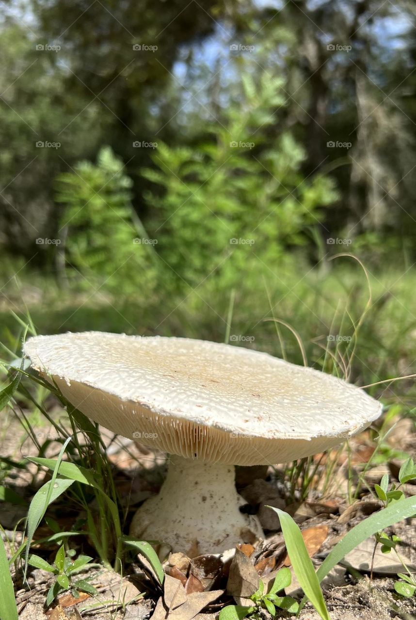 Mushroom mission. Large white mushroom with a very shiny and iridescent full cap