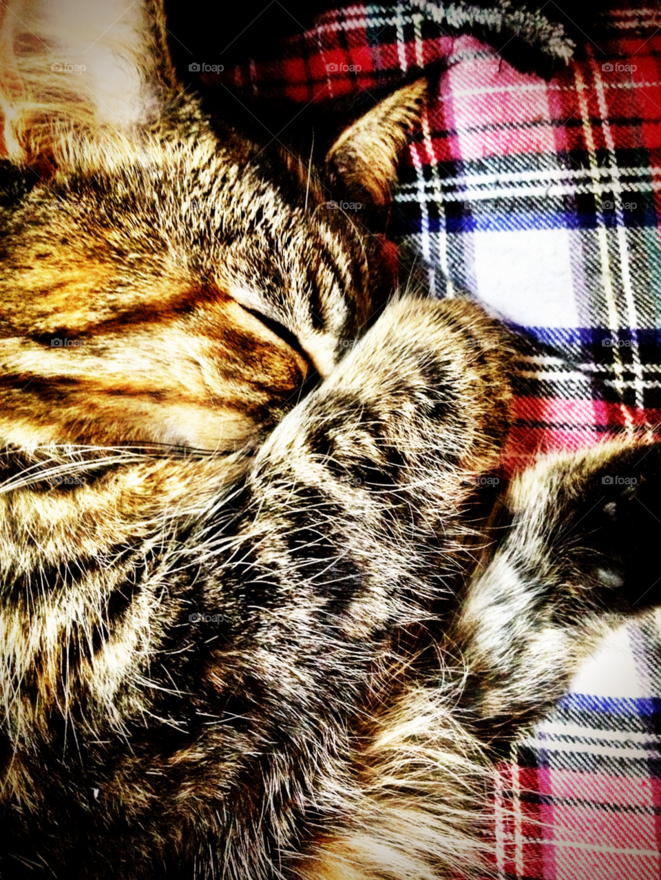 sweet cat sleeping animal by emmanuelgr