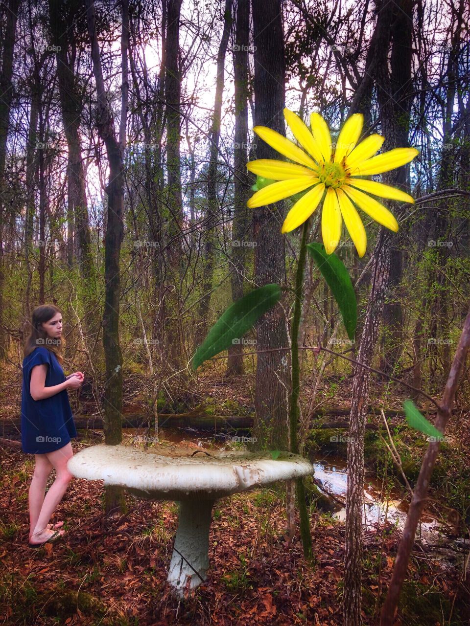 Sunny Day Mushroom Dreams